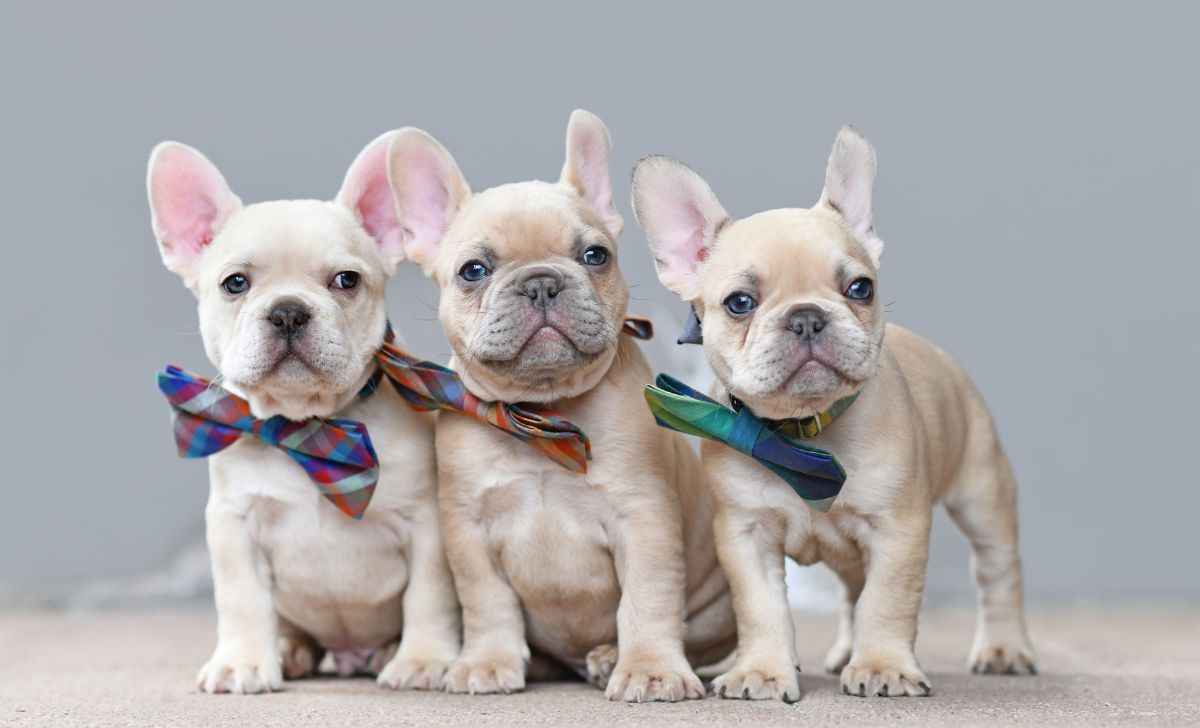 French Bulldog Growth Chart With A Comprehensive Guide To Frenchie Growth