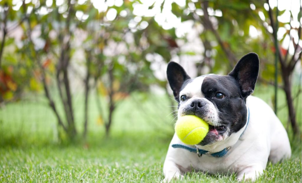 French Bulldog