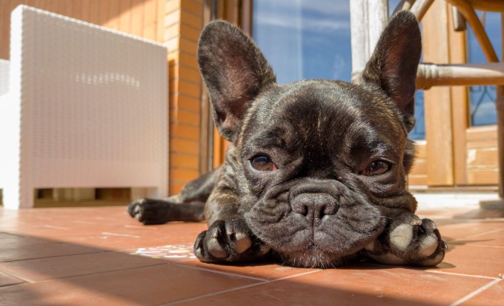 French Bulldog