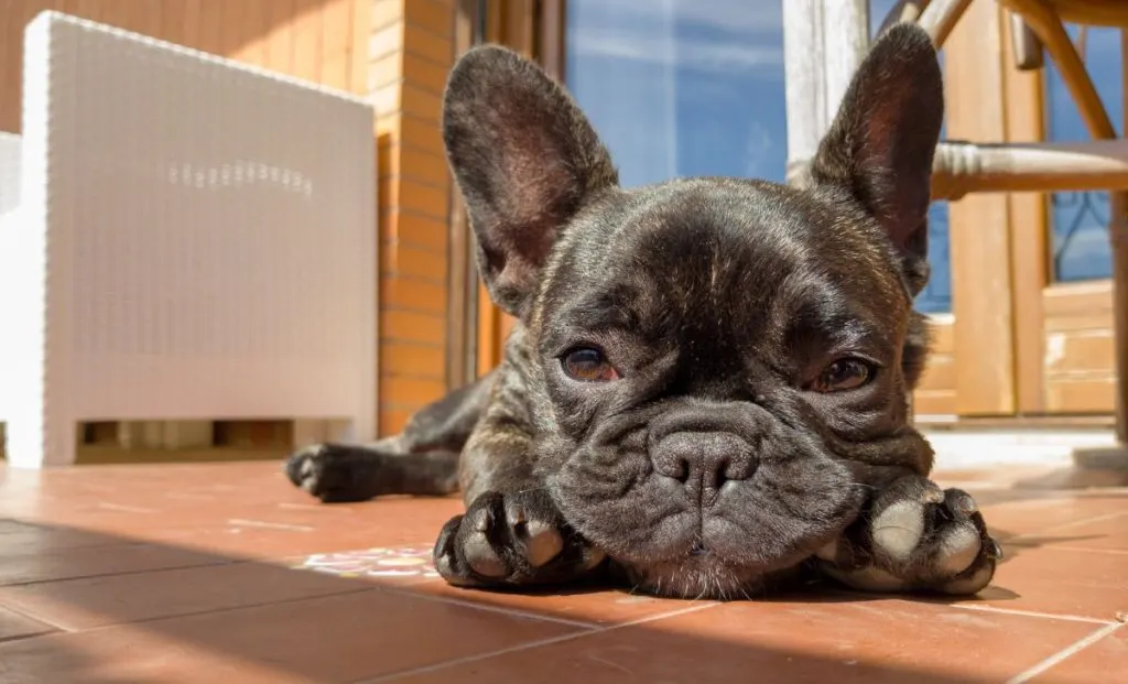 French Bulldog