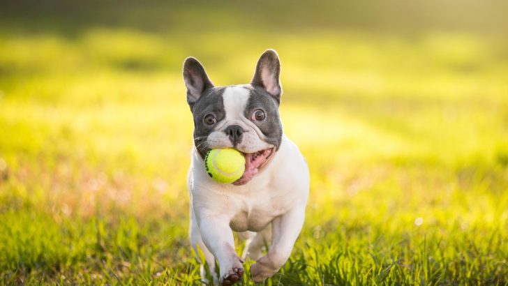 French Bulldog Growth Chart With A Comprehensive Guide To Frenchie Growth