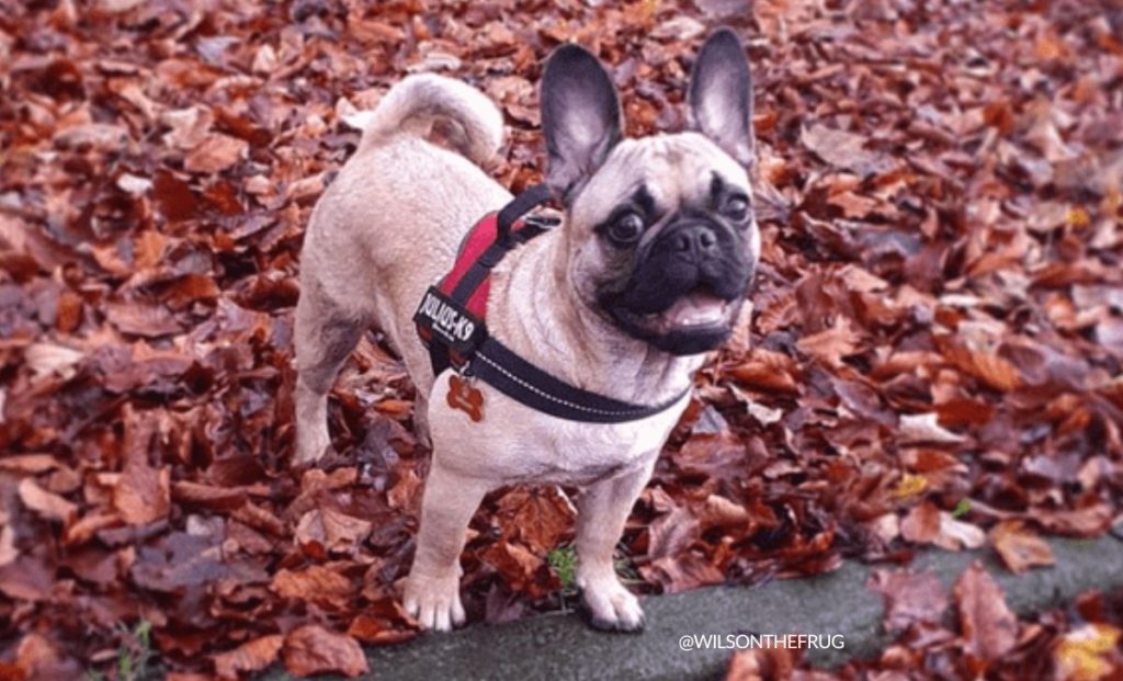 French Bulldog Pug mix