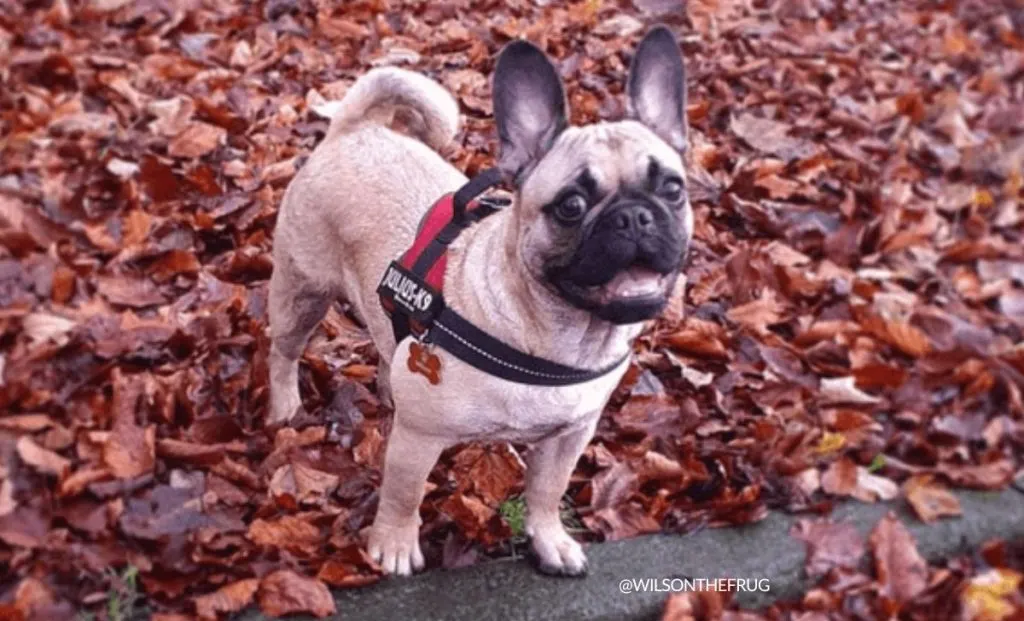 French Bulldog Pug mix