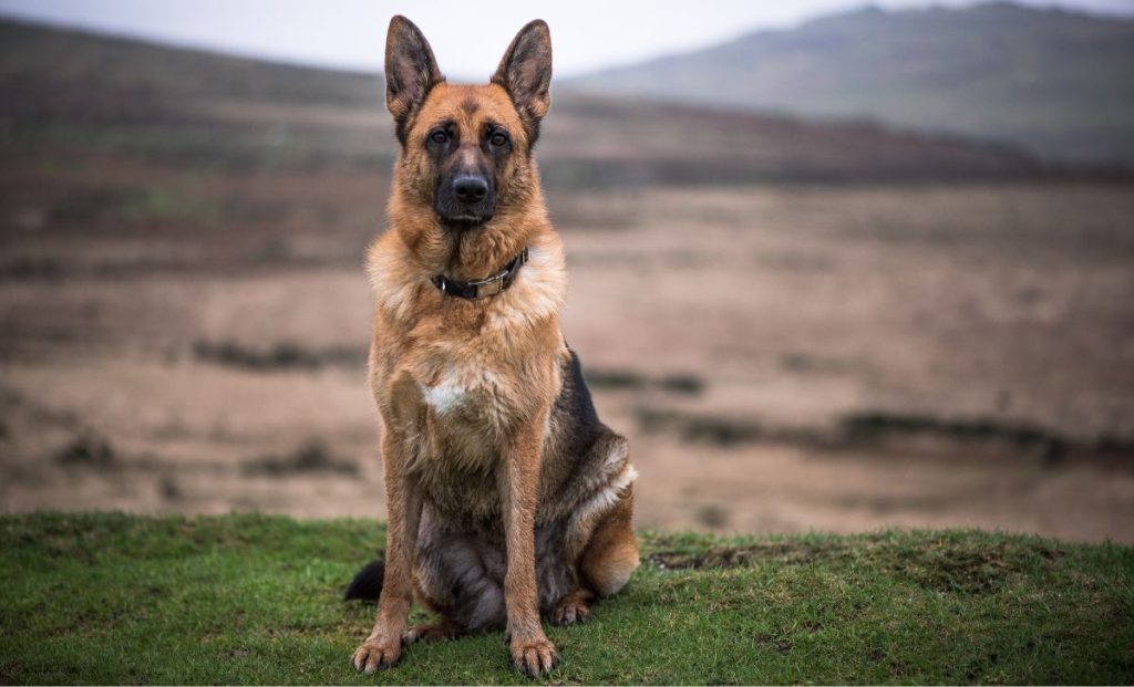 German Shepherd Dog 