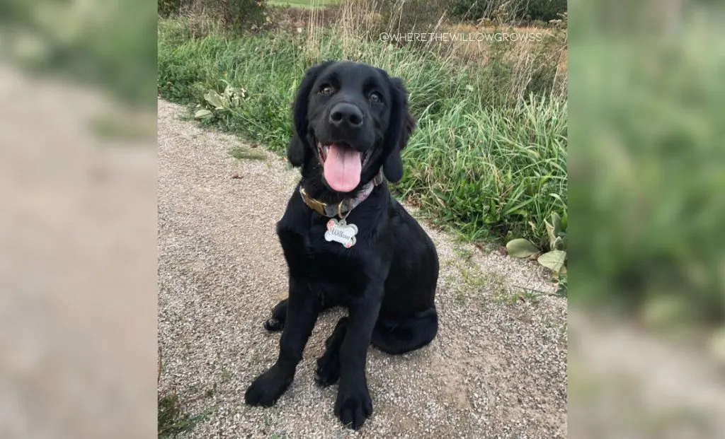 Golden Retriever and Weimaraner