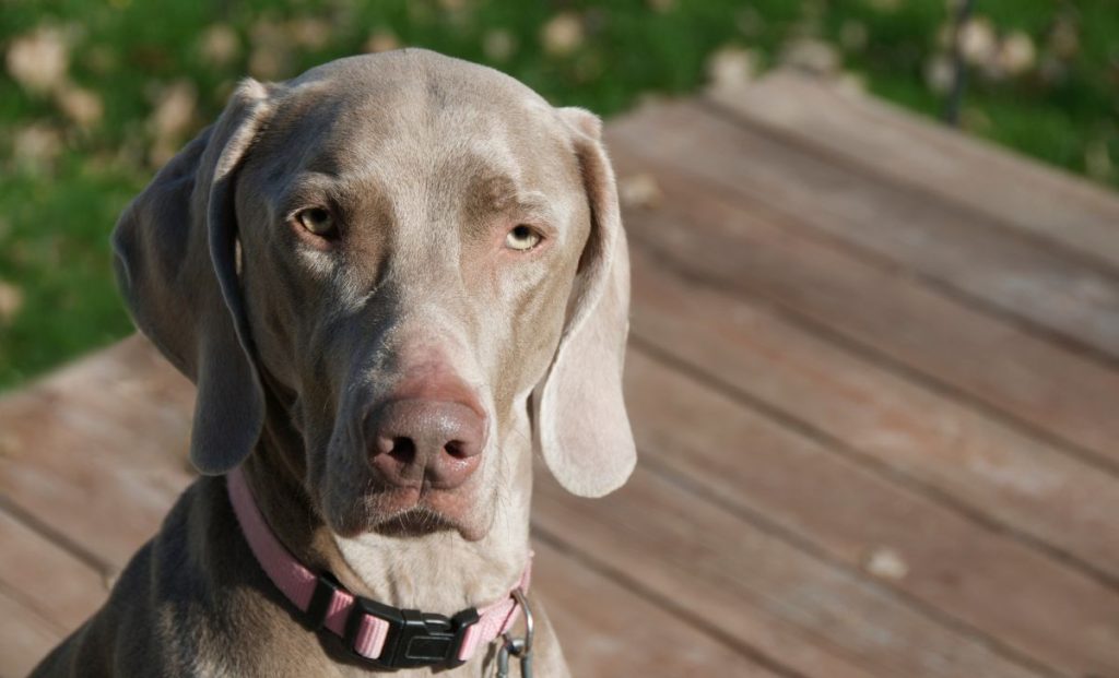 Gray Weimaraner