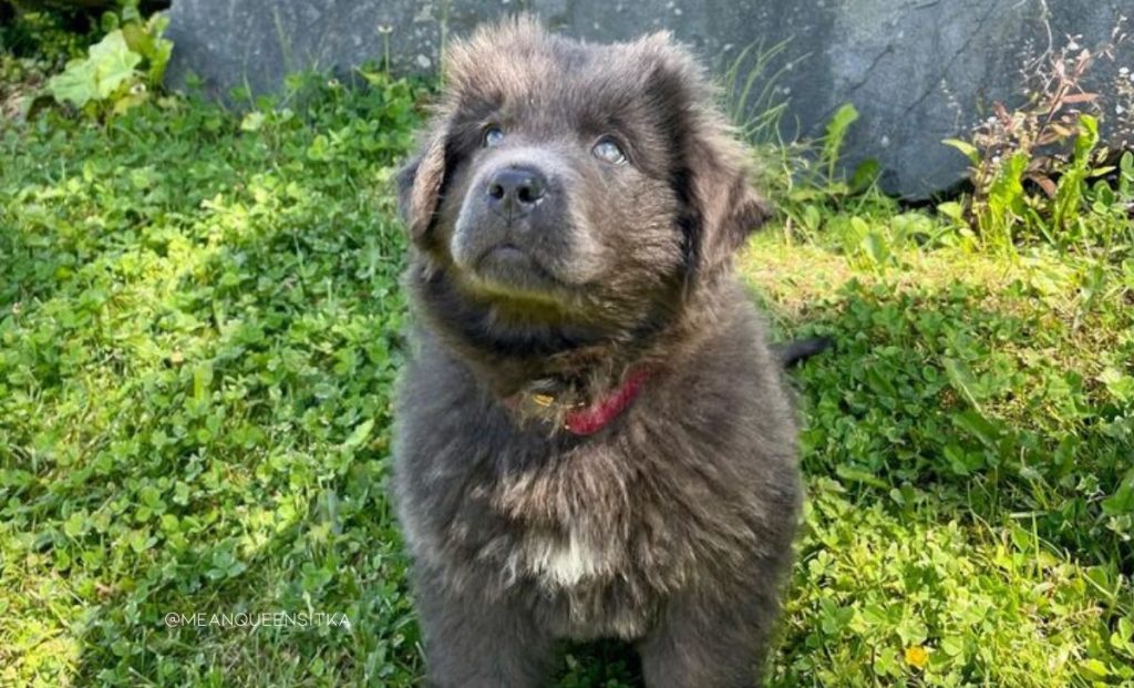 Gray newfoundland