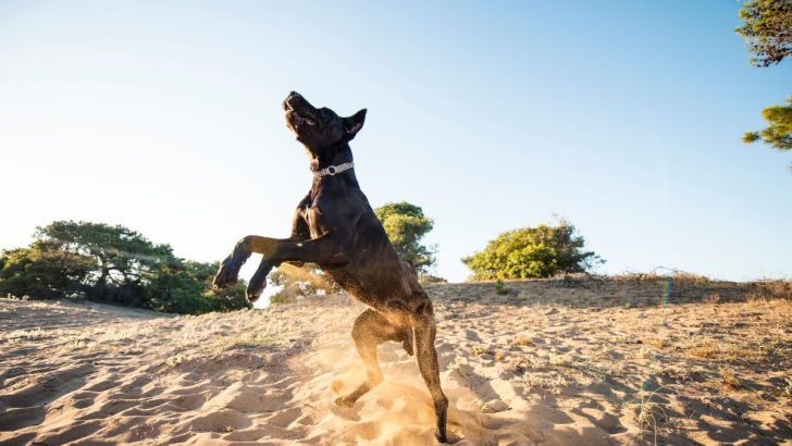 19 Great Dane Colors For All Dog Lovers (With Pictures)