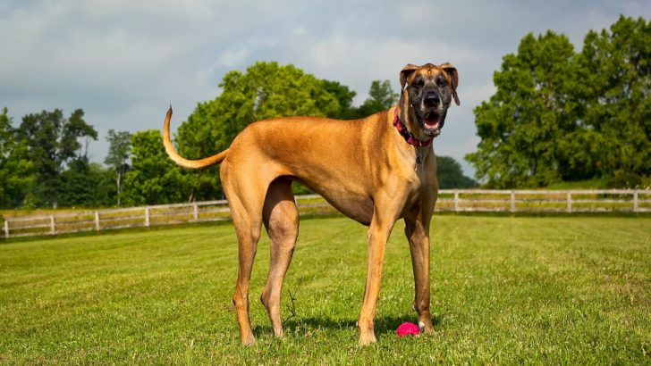 A Detailed Great Dane Feeding Chart With All The Crucial Answers