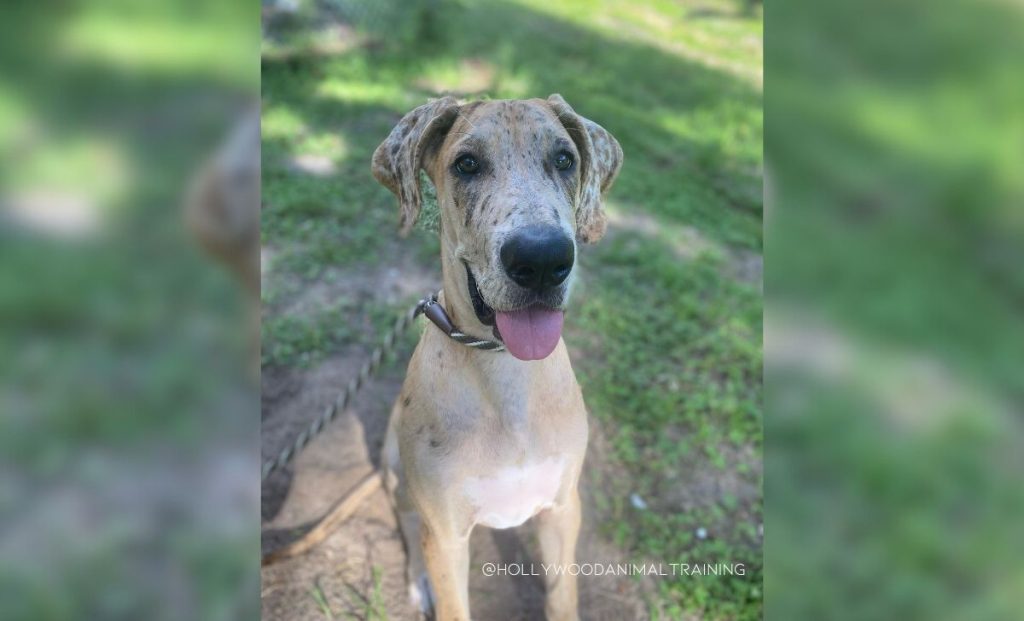 Great Dane Dogo Argentino