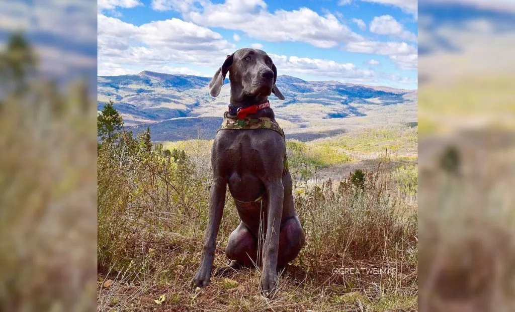 Great Dane and Weimaraner