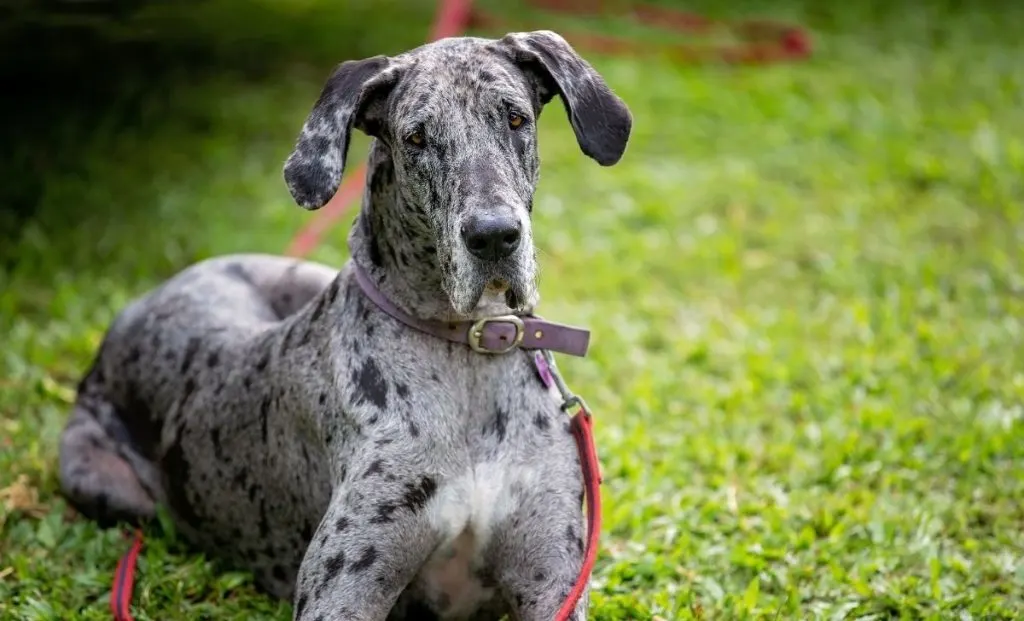 Great dane