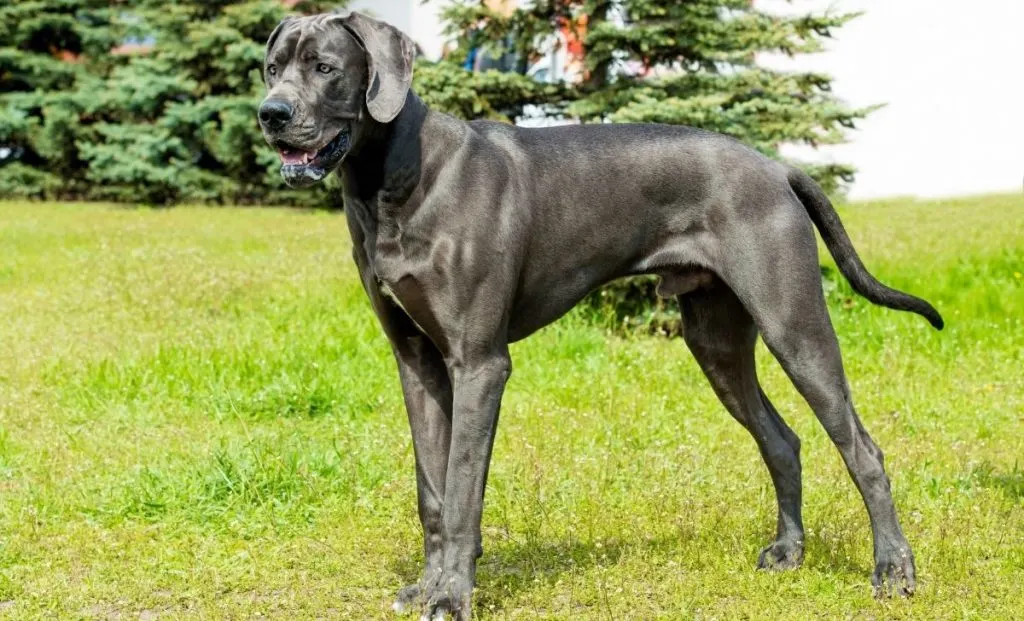 Great dane