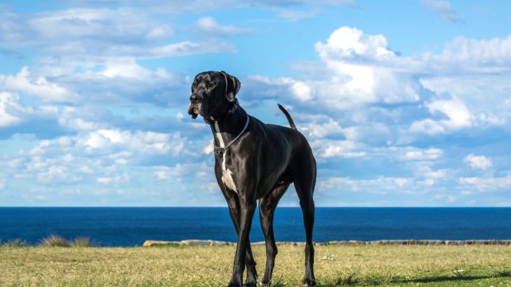 Great Dane Growth Chart: How Big Do These Dogs Actually Get?