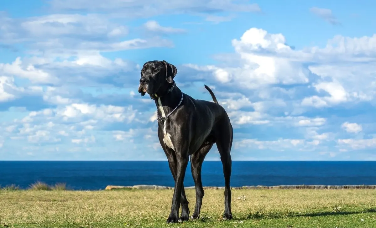 Great dane