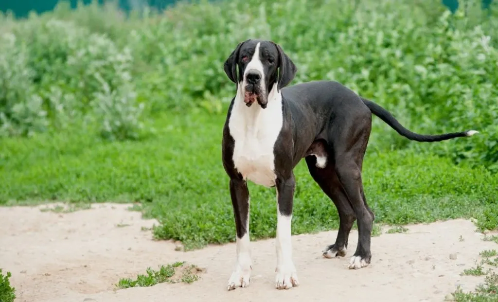 Great dane