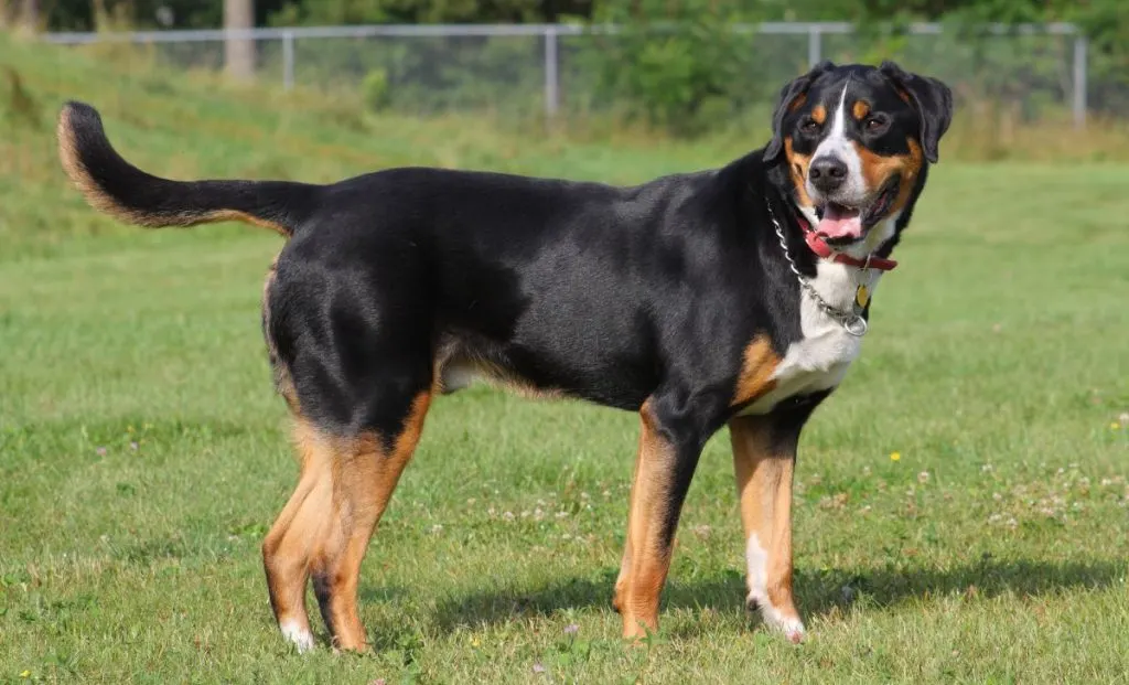 Greater Swiss Mountain Dog