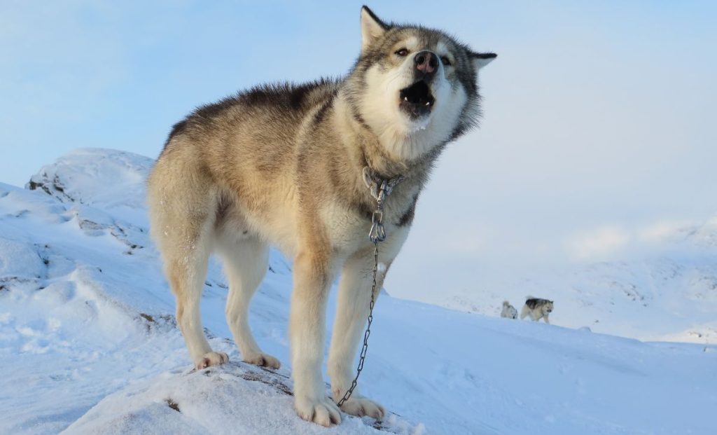 Greenland Dog 