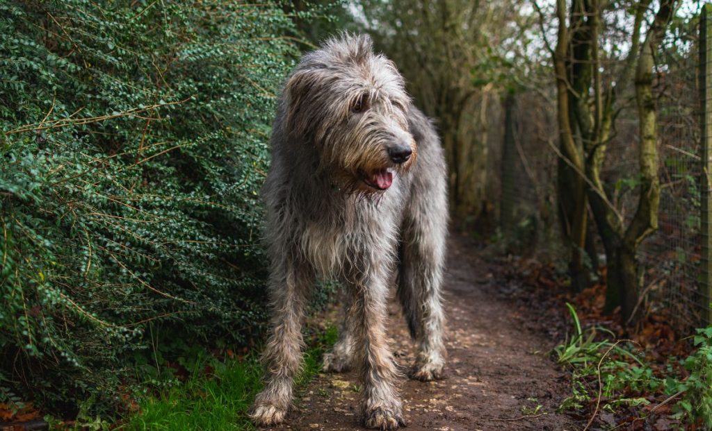 Irish Wolfhound