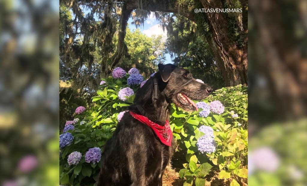 Irish wolfhound x great dane mix