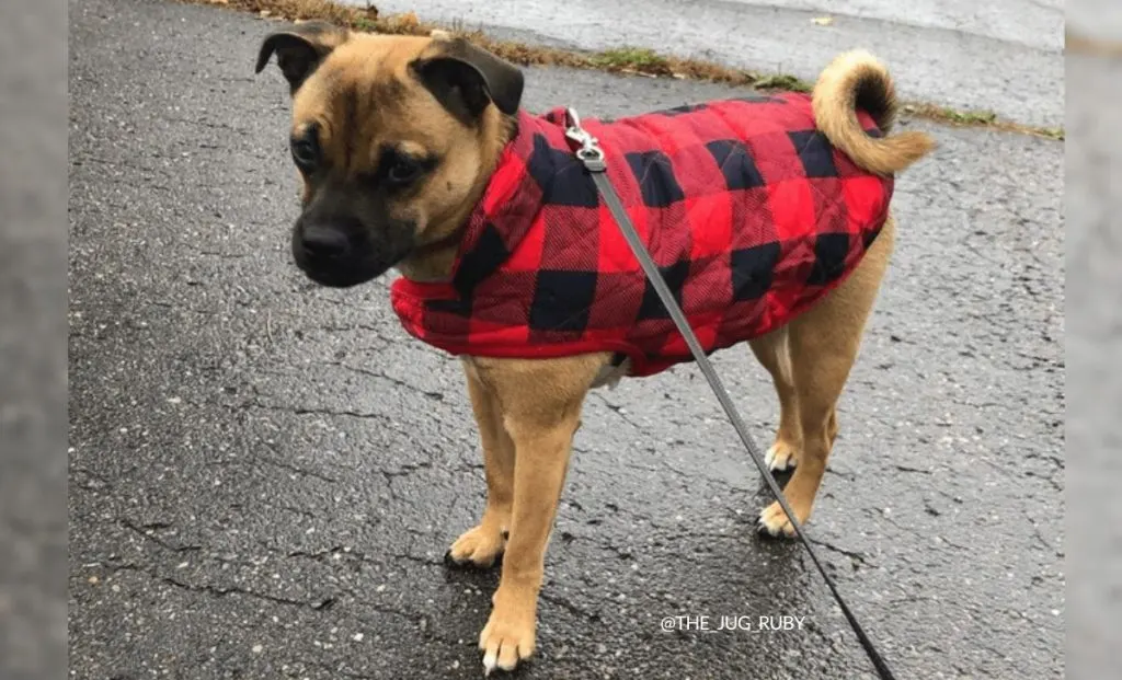 Jack Russell Pug mix