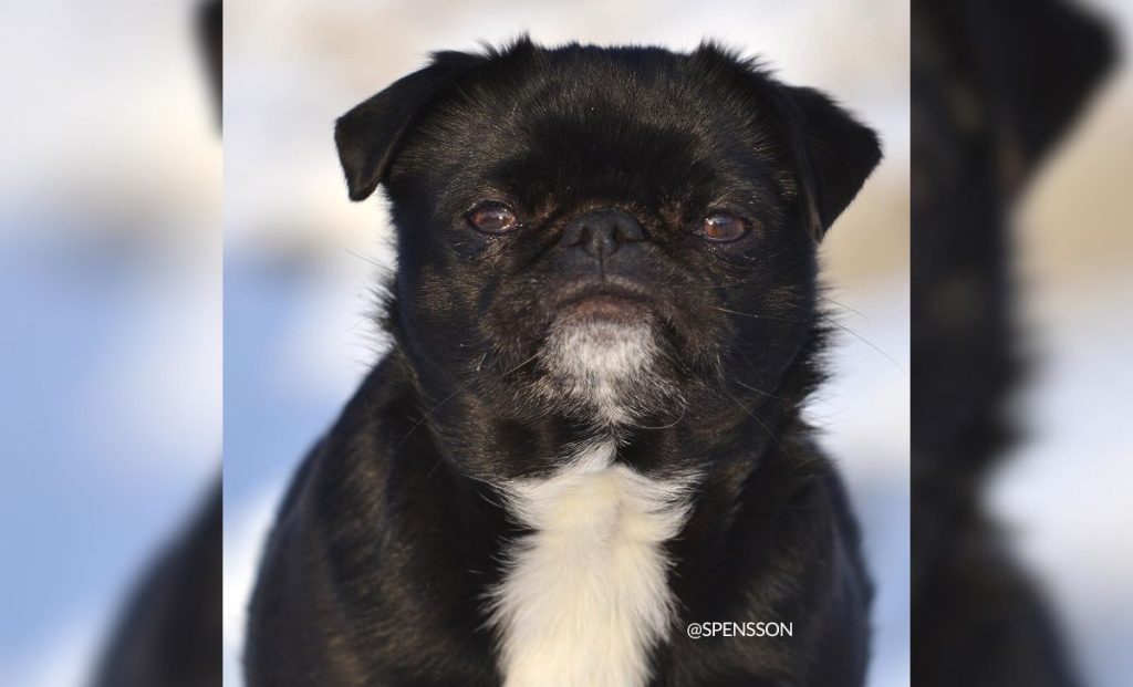 Japanese Chin x Pug