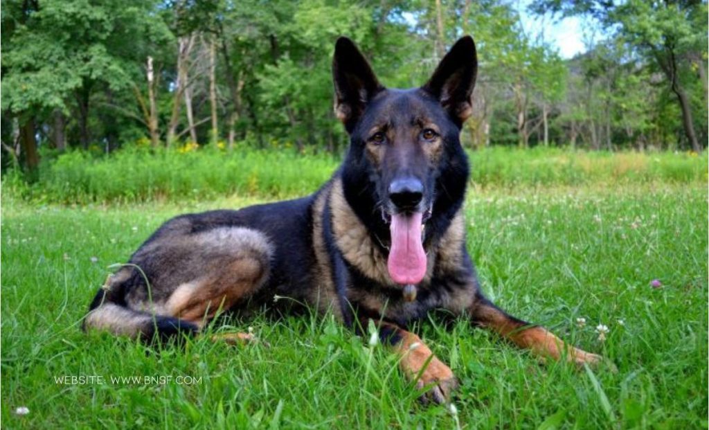 K-9 Faust's Emotional Retirement And Sincere Send Off From The BNSF Railway Police