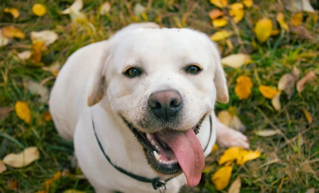 Labrador