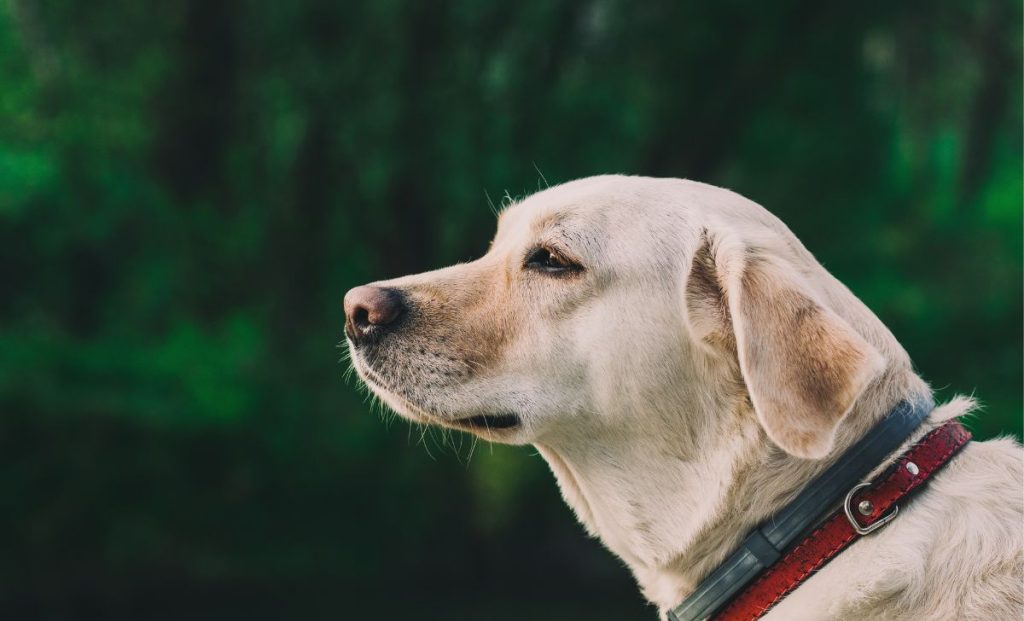 Labrador