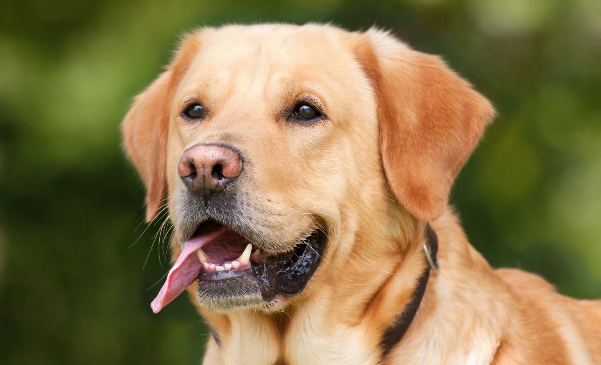 Labrador - Dudley Labrador Is The Pink Nosed Doggo Everyone Loves