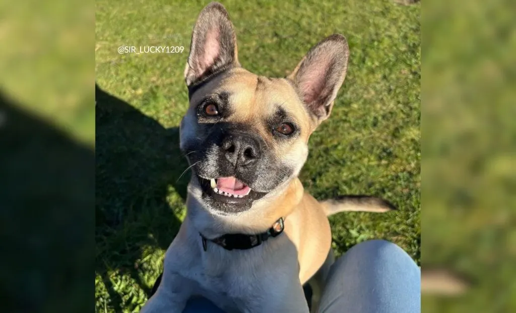 Labrador French Bulldog Mix  