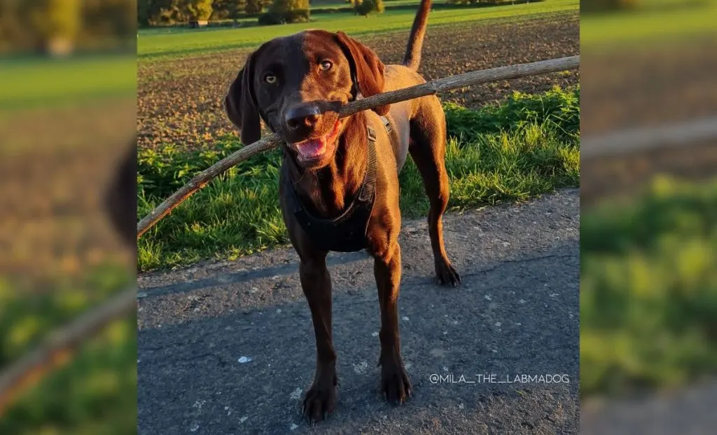 Labrador Retriever and Weimaraner