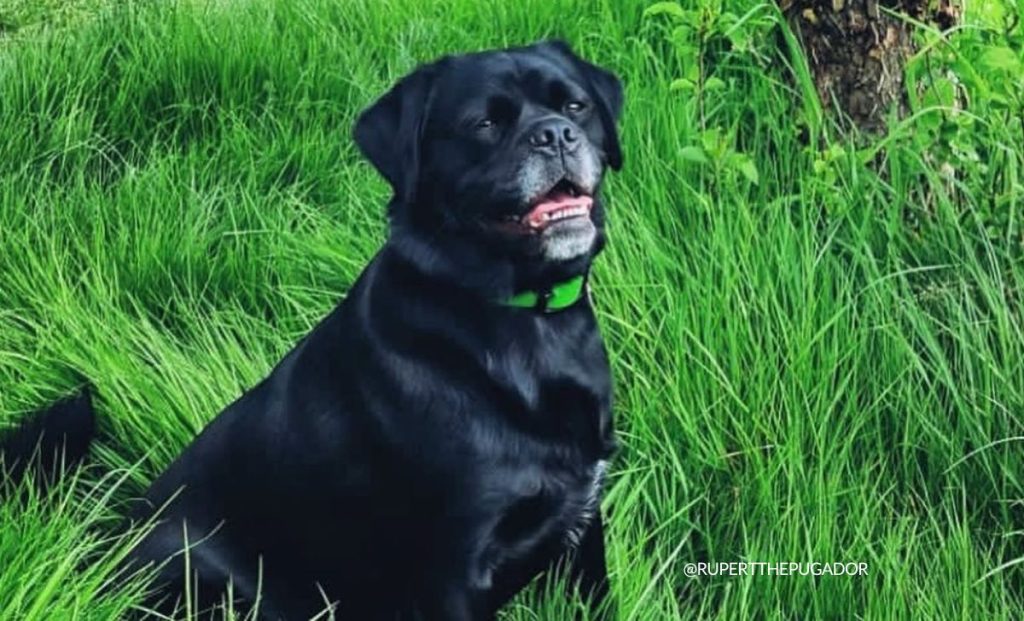 Labrador Retriever x Pug