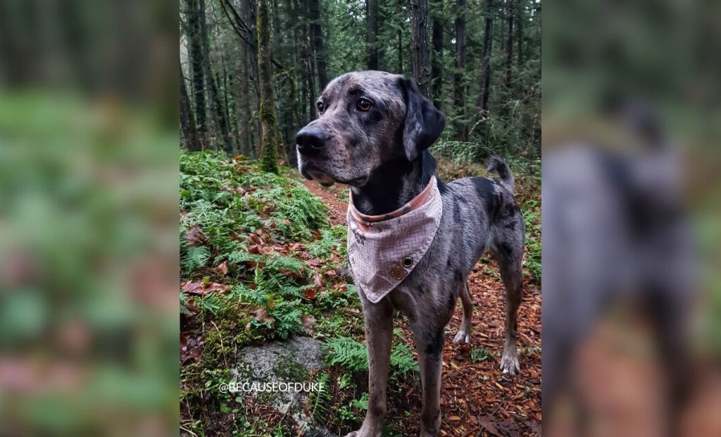 Labrador x great dane mix