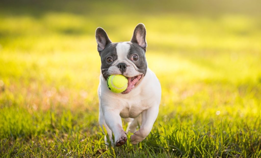 Leavitt Bulldog