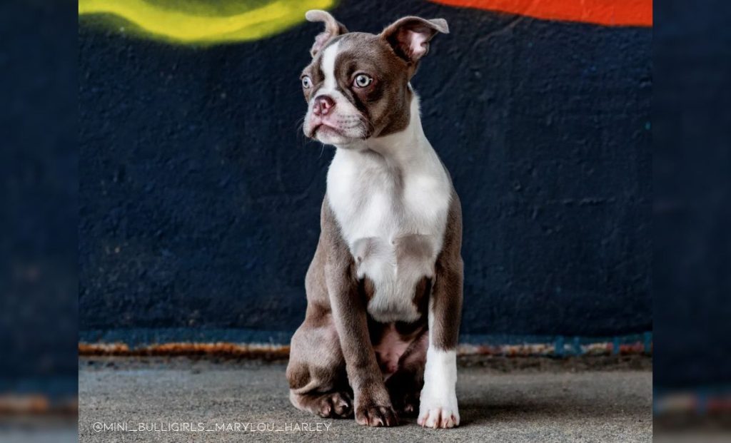 Lilac boston terrier