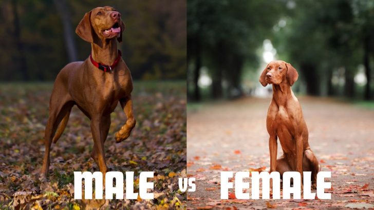 The Ultimate Male Vs Female Vizsla Comparison