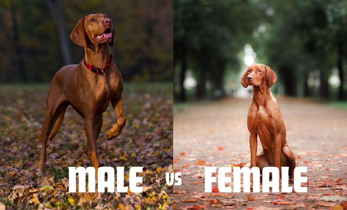 Male vs female vizsla