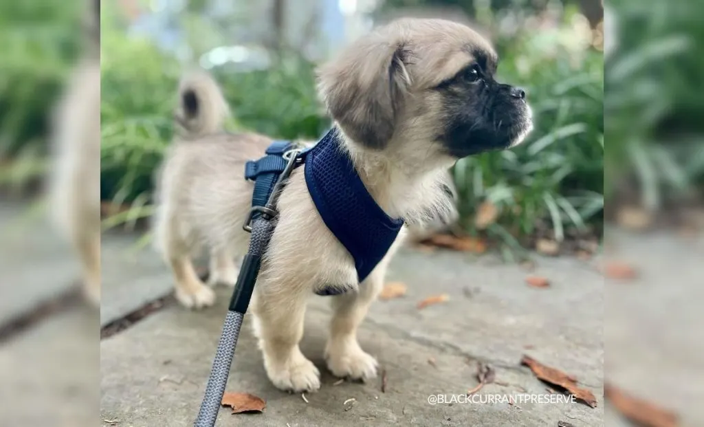 Maltese x Pug