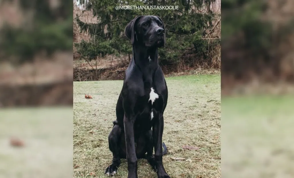 Mastiff x great dane mix