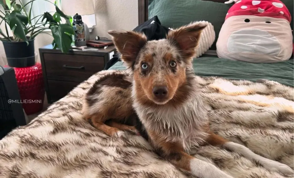 Miniature Australian Shepherd