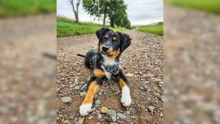 Meet Miniature Australian Shepherd, The Energetic Fur Ball