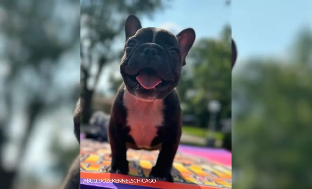 Mini French Bulldog