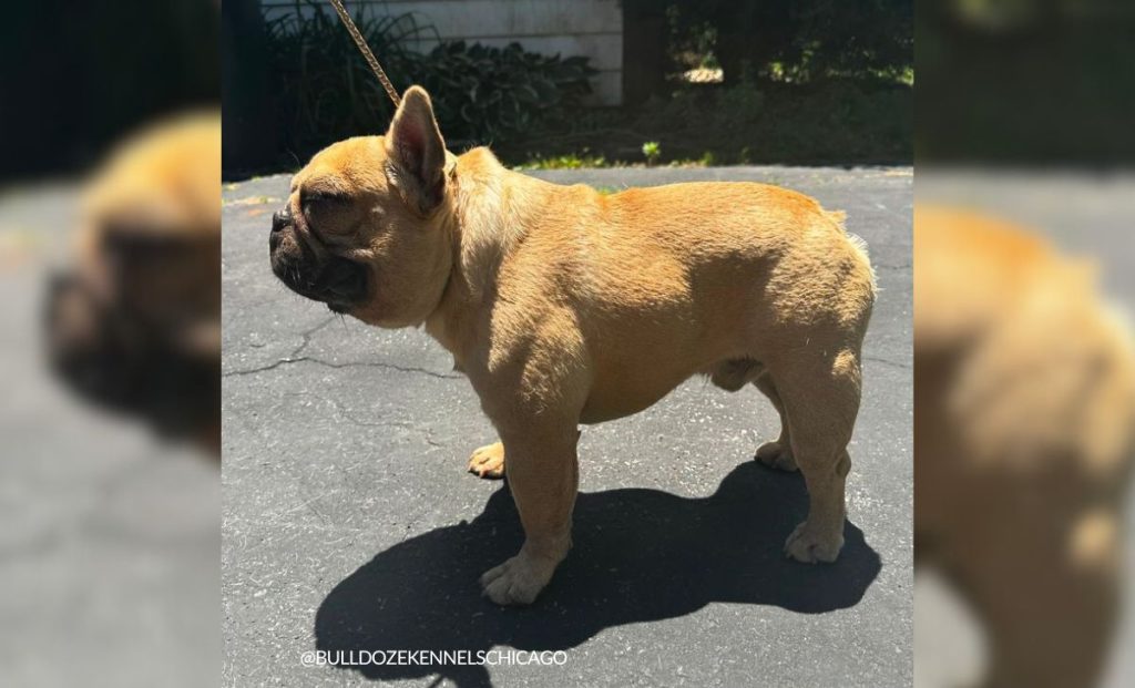 Mini French Bulldog