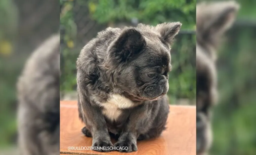 Mini French Bulldog