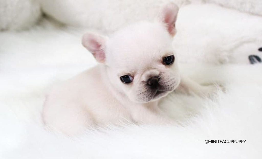 Mini French Bulldog