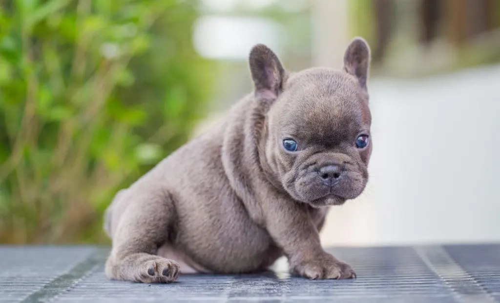 Mini French Bulldog