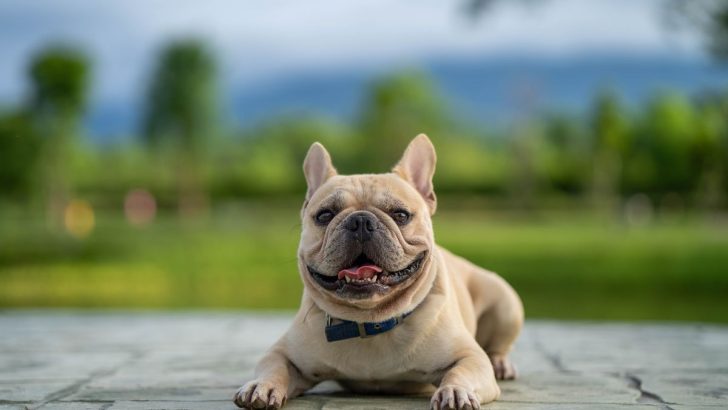 Meet The Mini French Bulldog In All Its Cuteness And Glory 