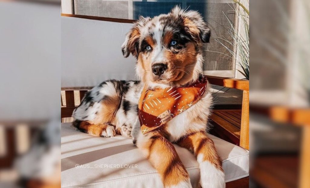 Miniature Australian Shepherd