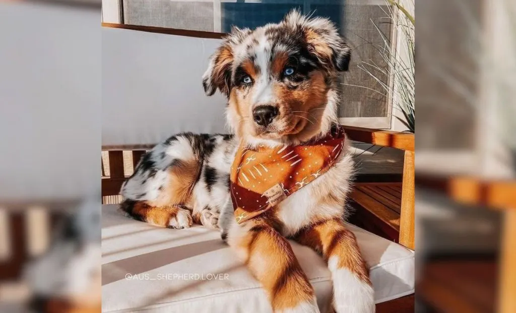 Miniature Australian Shepherd